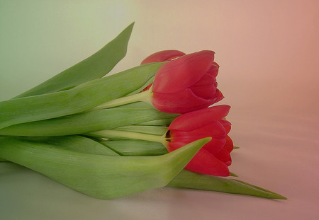 Tulips for you - tulip, spring, flower, fancy