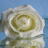 white rose