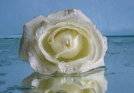 white rose - rose, wet, white, cool