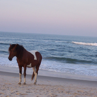 Wild pony on beach