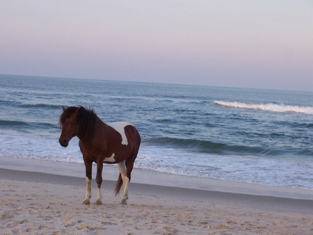 Wild pony on beach - pony, beach, ocean, horse