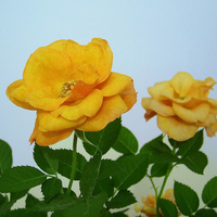 yellow roses