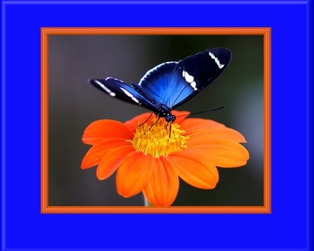 Blue Butterfly - insects, blue, butterfly, flower, animals