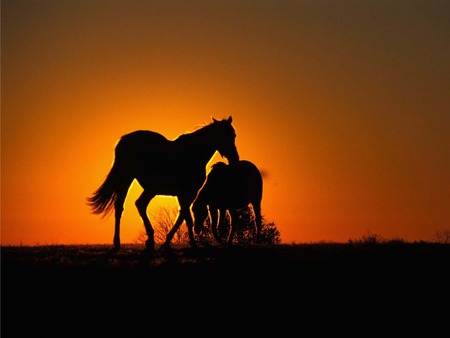 Horses in sunset (: - cavalo, animal, horse