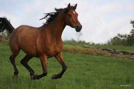 Horse - cavalo, animal, horse