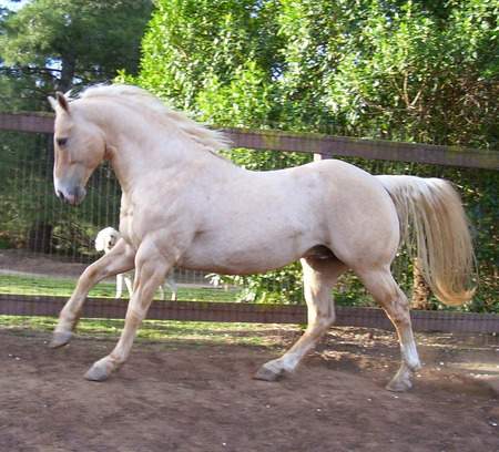 Beautiful Horse