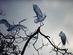 White Egrets