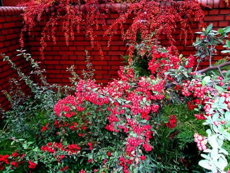 Flowers of Autumn - flowers, nature, red, autumn