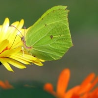 Yellow flower