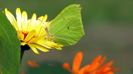 Yellow flower - butterfly, moment, nice, yellow