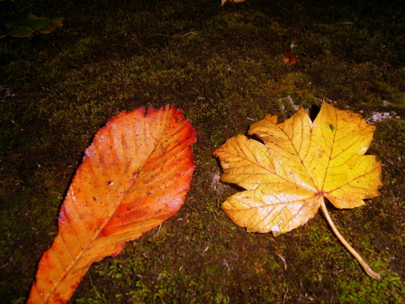 Cheak to cheak - colours, nature, leaves, autum