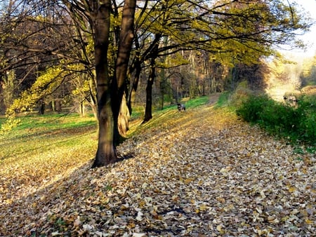 Autum walk - path, trees, autumn, dog, park