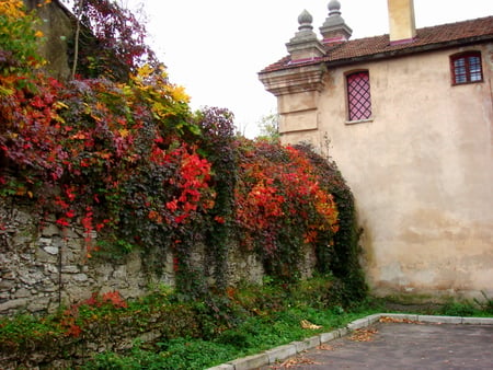 Grapevine - plant, autumn, old town, wall