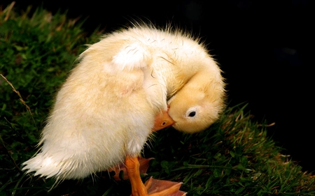 little yellow chick - duckling, baby, fluffy, orange, sweet, cute, little