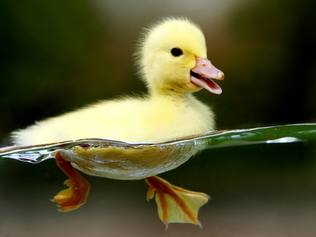 Little duck - animals, duck, animal, water, yellow, cute, adorable, sweet