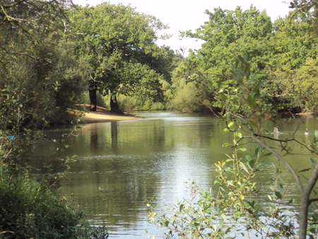 Lakeside - water, hollow ponds, lake, trees