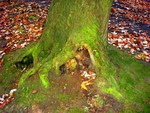 Autumn tree