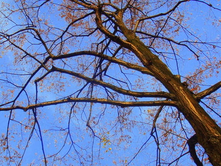 Copper and blue - sky, tree, autumn, blue