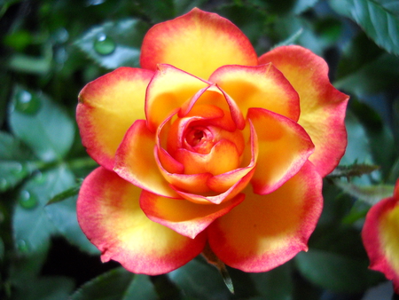 Beautiful Rose - rose, flower, yellow, pink