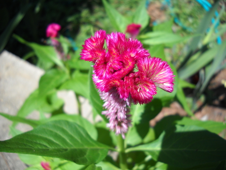 Celosia - celosia, flower, nature, pink