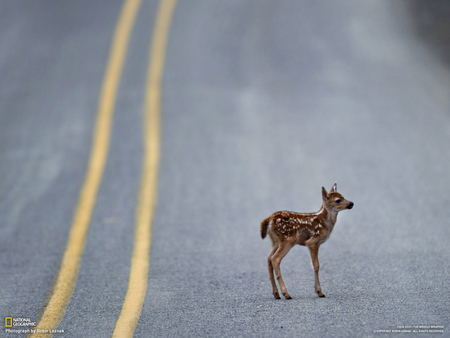 Where's My Mother? - fawn, baby, road, lost