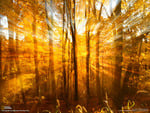 Golden Forest