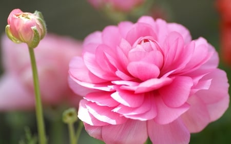 Pink Rose - nature, green, stem, rose, flower, petals, pink