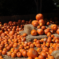 THE PUMPKIN PILEUP