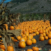 THE PUMPKIN PATCH