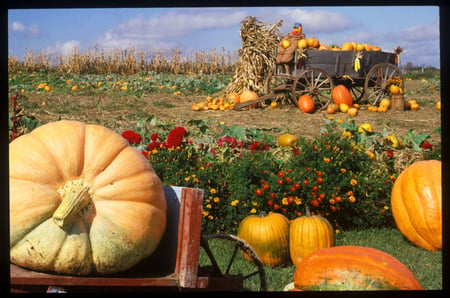 AUTUNM PUMPKIN HARVEST - harvest, farm, pumpkins, straw