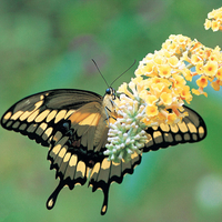 Black and Yellow Swallowtail