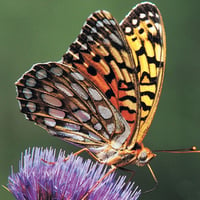 Bright Yellow Butterfly