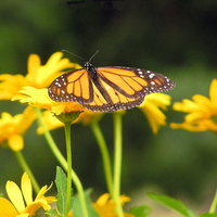 Lovely in Yellow - Butterfly