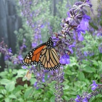 Monarch Butterfly