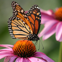 Monarch Butterfly 