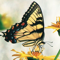 Yellow Swallowtail Butterfly