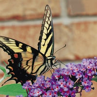 Swallowtail Butterfly