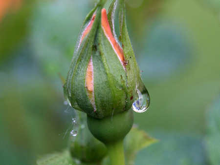 Wet Rosebud - raindrops, photography, beauty, romance, photo, love, flower, rosebud, cathy zoulek, rose, zoulek, floral