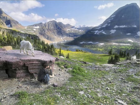 I Am Watching You! - Mountain Goats 1 - wildlife, landscape, photography, leeson, mountains, mountain goat, scenery, animal, tom leeson, photo, goat