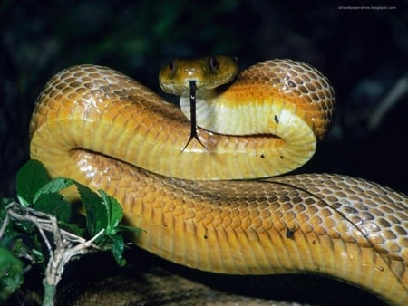 Snake - snake, animals, beautiful, reptiles