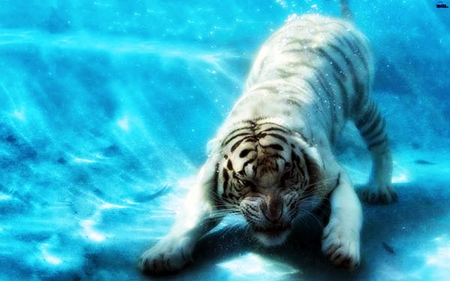 Tiger - tiger, animals, other, beautiful