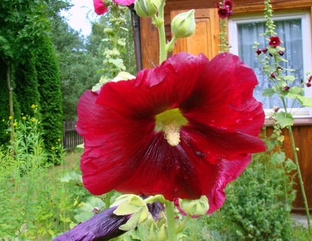 Polish mallow - cottage, mallow, summer, poland, garden