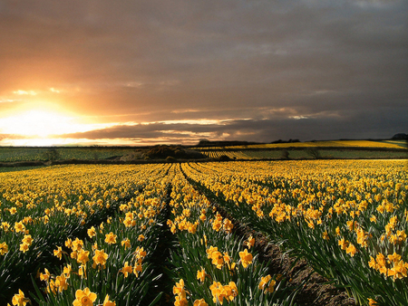 Field of Daffodils - landscape, easter, daffodil, daffodils, field, yellow, flowers, sunny, sunrise, flower