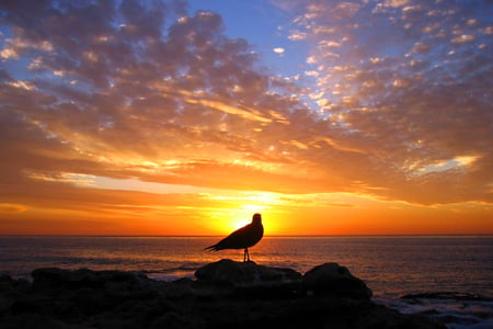 Bird At Sunset - animal, sky, sunset, bird