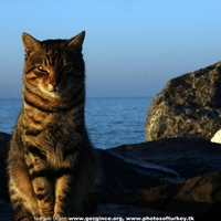 Cat by the seaside