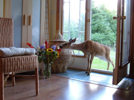 What A Fragrance - home, fragrance, deers, animal, visit, flowers, deer