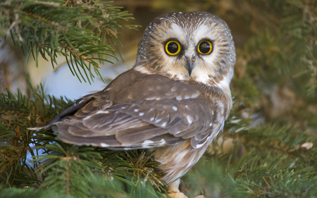 Owl - owl, animals, other, beautiful