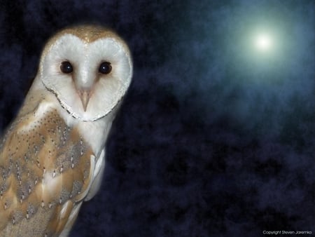 Owl - owl, animals, beautiful, other