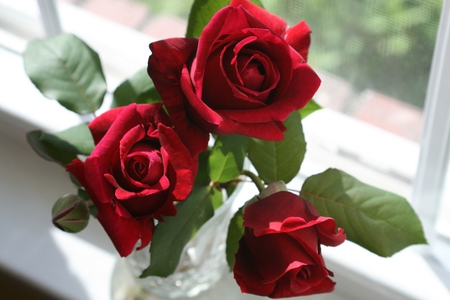 window roses - vase, red roses, still life, windowsill