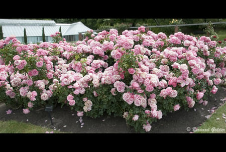 Rose Bush - bush, park, garden, pink roses